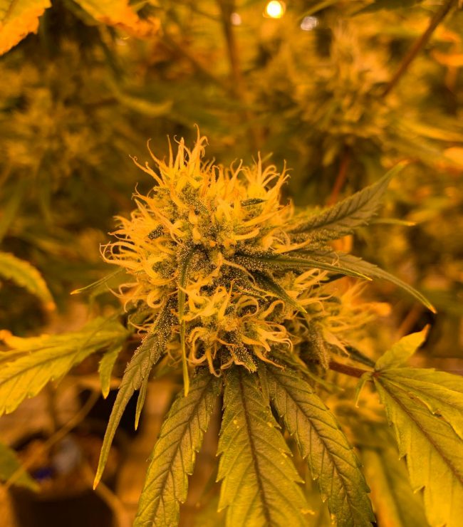 pexels-bxxxty-2753946